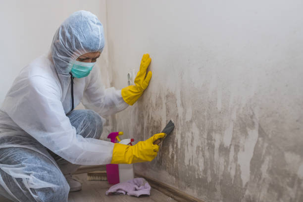 Best Mold Remediation for Healthcare Facilities  in Wood Village, OR